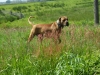 SAM_5935